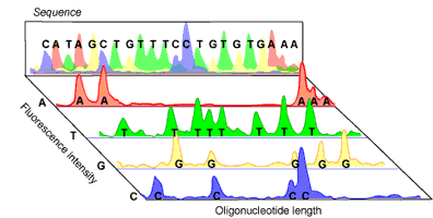 automatedseq.gif