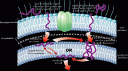 cationicpeptides(1).gif