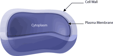 cell-wall.gif