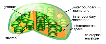 chloroplast.gif