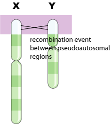 chromosome_recombination.gif