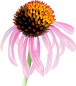 echinacea.gif