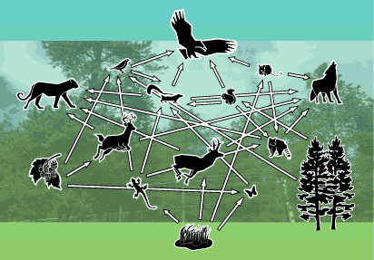 foodweb2.gif