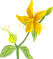 hypericum.gif