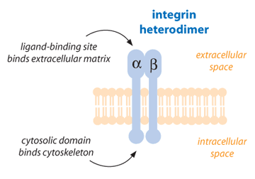 integrins.gif