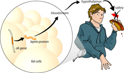 leptinpathway_a.jpg