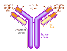 mucosalimmunityIgG.gif