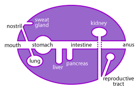 mucosalimmunitybody.gif