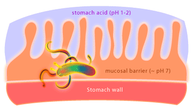 normalflorapylori.gif