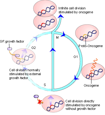 oncogene.gif