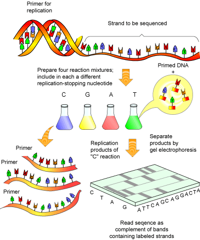 sequencing2.gif