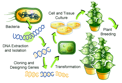 TRANSGENIC CROPS: HOW GENETICS IS PROVIDING NEW WAYS TO ENVISION AGRICULTURE | SCQ
