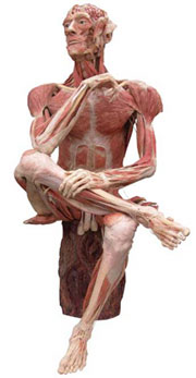 bodyworlds.jpg