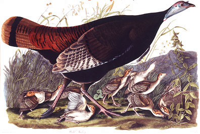 Wild-Turkey-VI.jpg