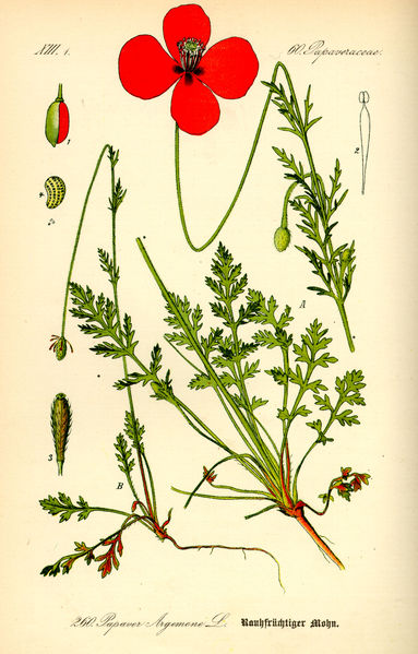 383px-Illustration_Papaver_argemone0.jpg