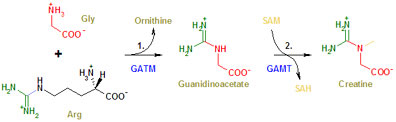 CreatineSynthesis.jpg