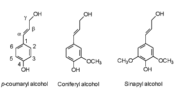 monolignols.gif