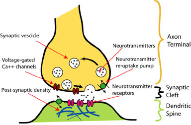 Synapse