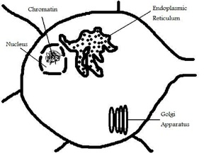 fig11.jpg