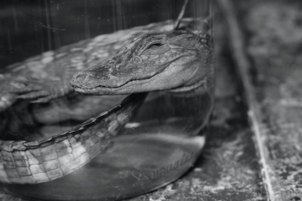 crocodilesmile