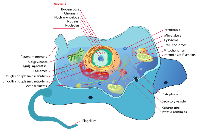 Animal_cell_structure_en