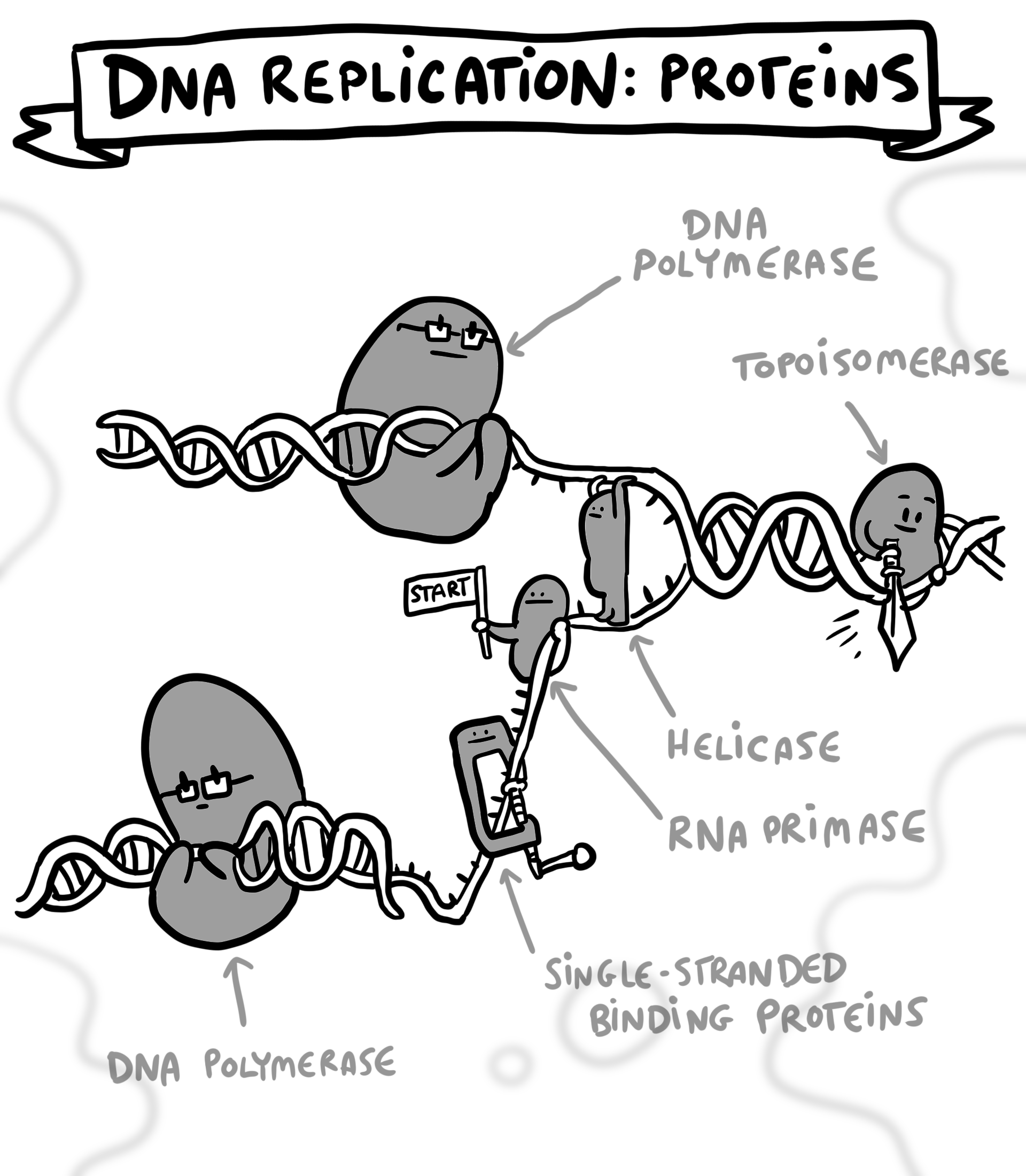 DNA REPLICATION: NOT YOUR OFFICE PHOTOCOPIER | SCQ