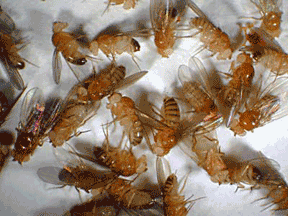white_drosophila_field.gif